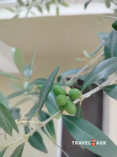 Отель Олива