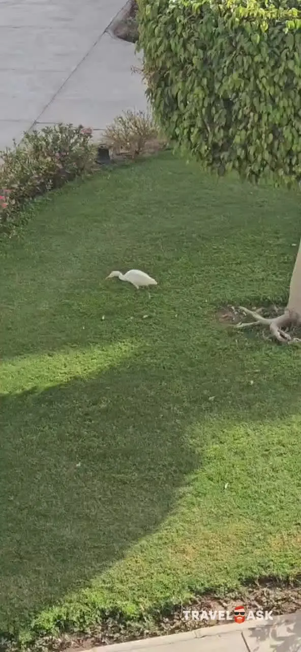 Royal Brayka Beach Resort (Ex.Brayka Royal Marsa Alam)