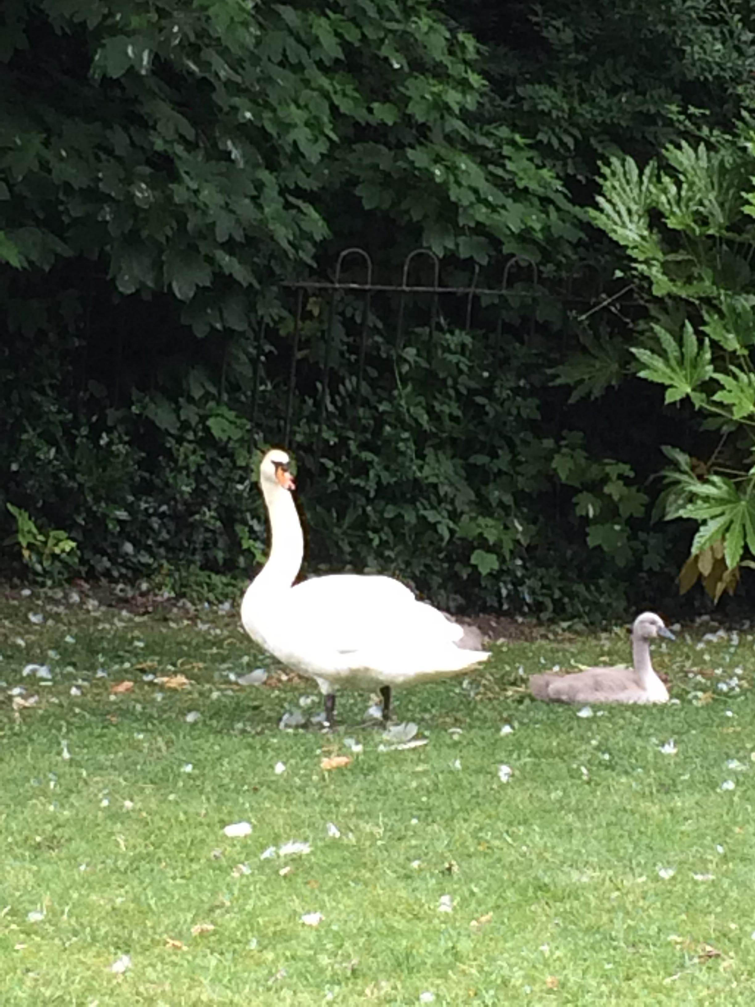 Парк Сант-Стивенс-Грин (Парк Святого Стивена (Стефана)