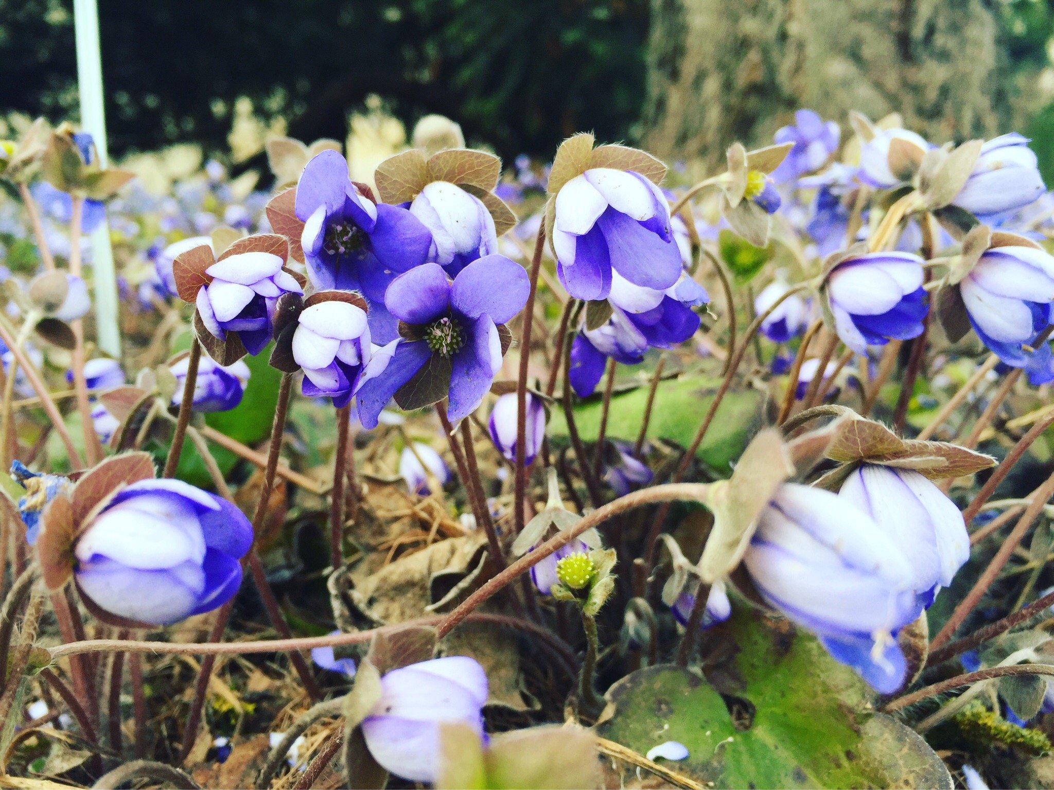 Ботанический сад Тартуского Университета