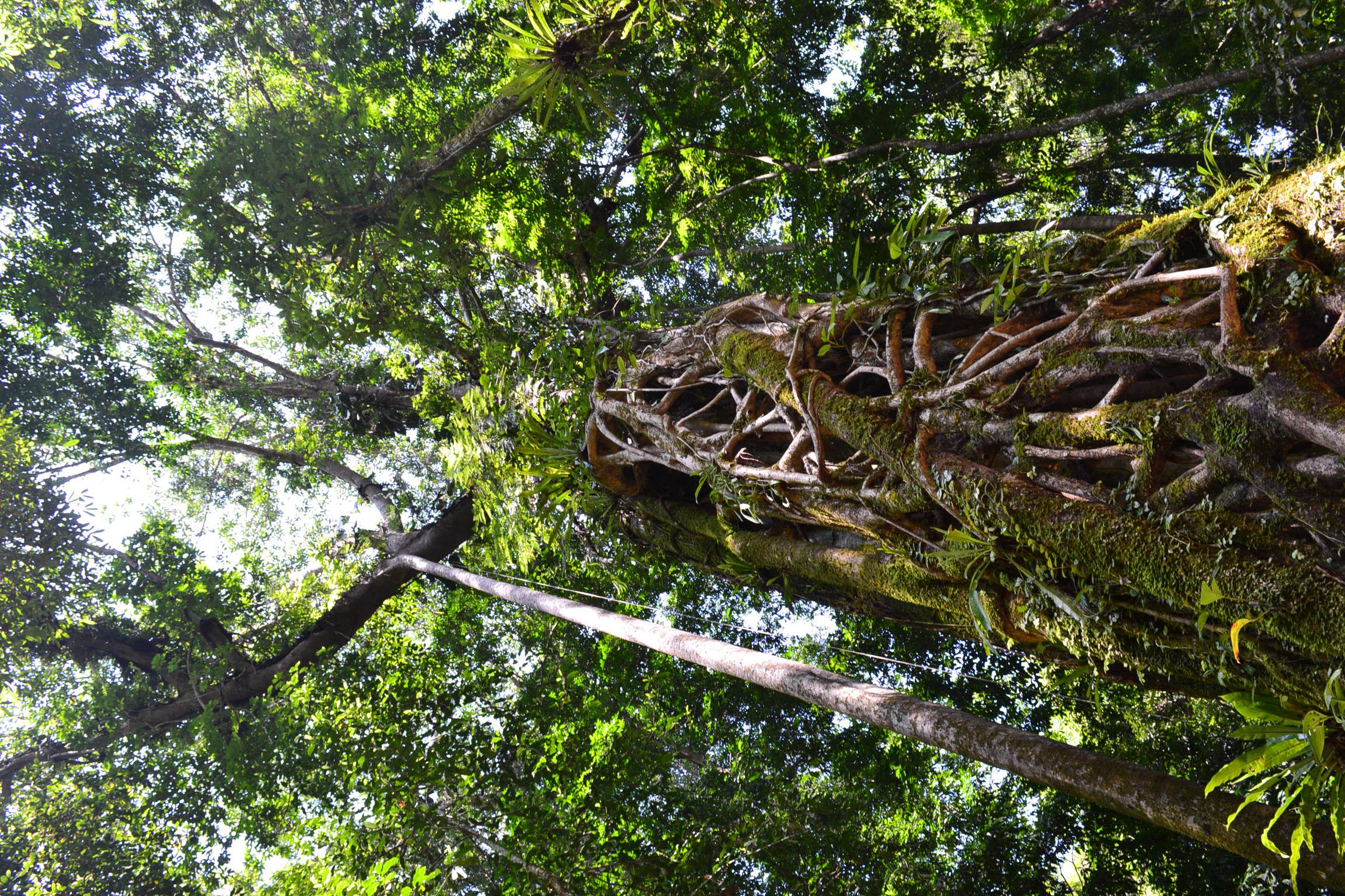 Треккинг Into the Wild