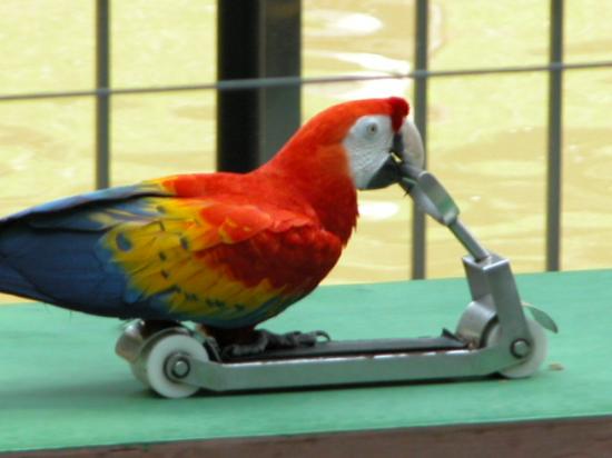 Куала-лумпурский парк птиц