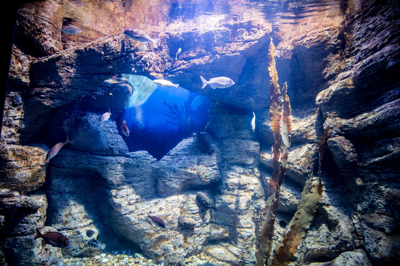 Национальный аквариум Мальты