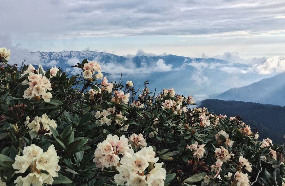 В горах Сочи зацвели рододендроны В горах Сочи зацвели рододендроны