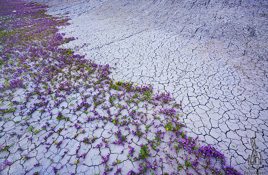 ​Редкое цветение посреди безжизненной пустыни