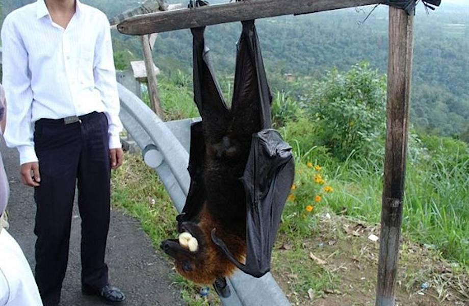 20 гигантских животных, при виде которых на лбу выступает холодный пот