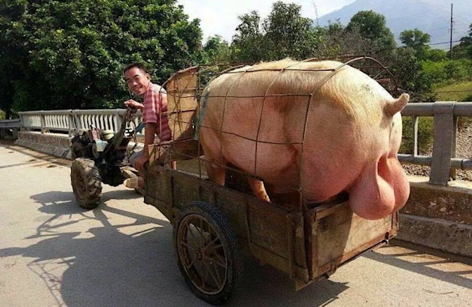 30 шокирующих снимков, которые можно сделать только в Азии 