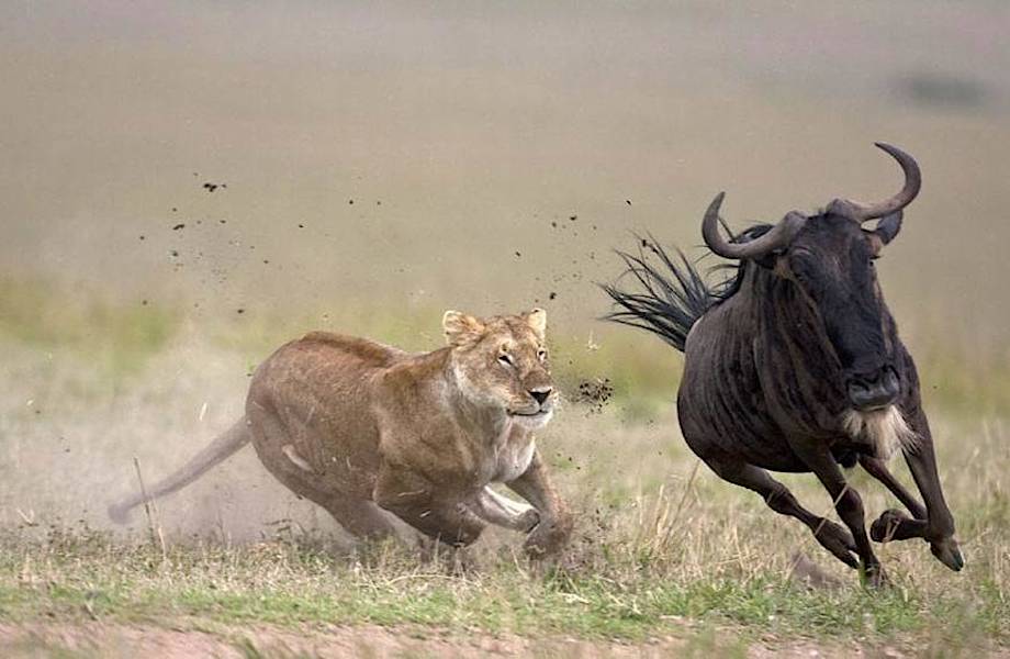 20 поразительных снимков дикой природы от Пола Голдштайна 20 поразительных снимков дикой природы от Пола Голдштайна