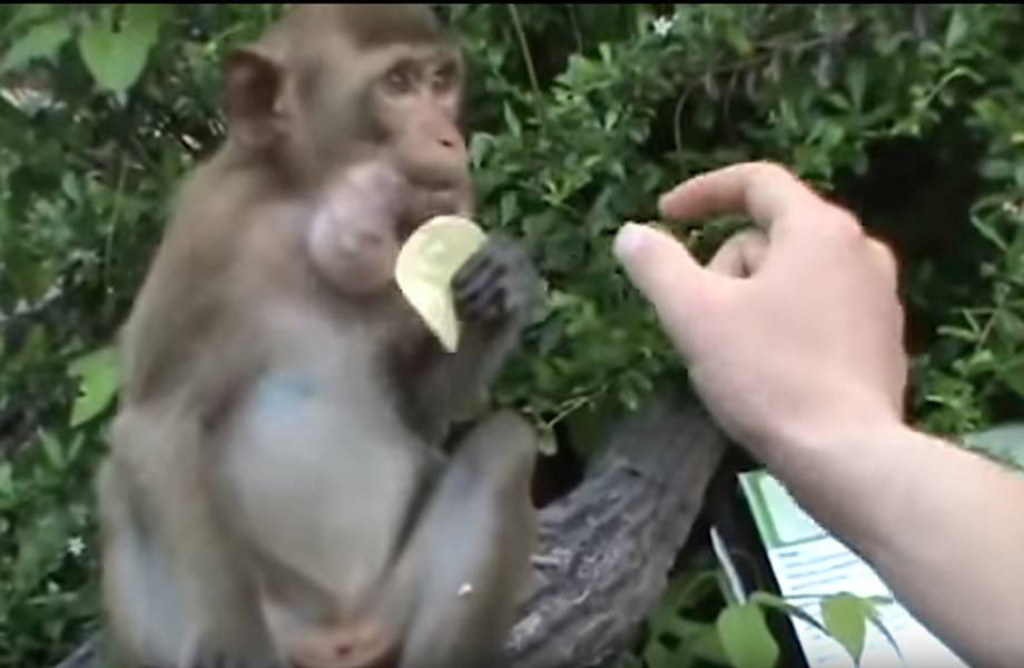 Взгляд, который отпугнет кого угодно! И где только эта обезьяна научилась такому! Взгляд, который отпугнет кого угодно! И где только эта обезьяна научилась такому!