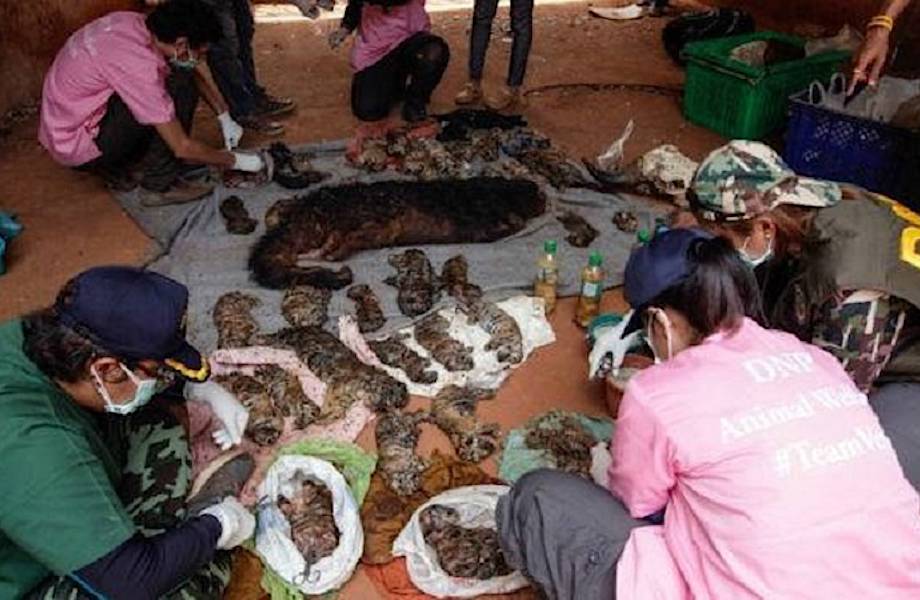 Скандал в Таиланде: жуткая находка в морозилках буддийского монастыря Скандал в Таиланде: жуткая находка в морозилках буддийского монастыря