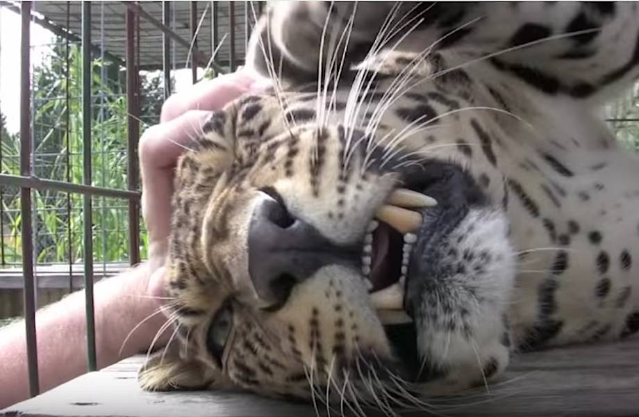 Леопарды тоже умеют мурлыкать! Правда, весьма грозно и страшновато… Леопарды тоже умеют мурлыкать! Правда, весьма грозно и страшновато…