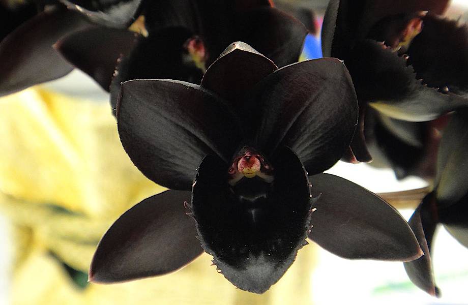 Самая черная орхидея в мире зацвела в Москве Самая черная орхидея в мире зацвела в Москве