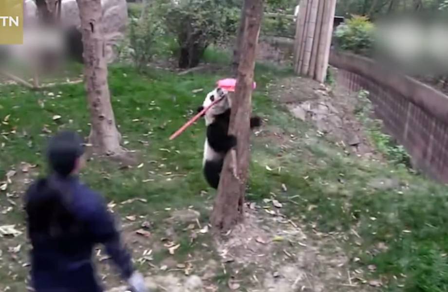 Смешная панда украла у сотрудницы питомника щетку и заставила за собой гоняться! Смешная панда украла у сотрудницы питомника щетку и заставила за собой гоняться!
