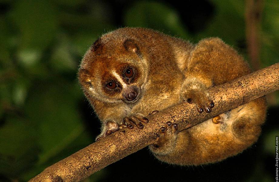 Ядовитые млекопитающие Ядовитые млекопитающие