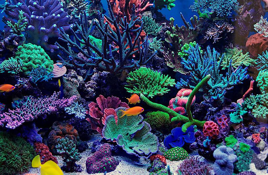 Ученые разработали искусственные водоросли для спасения коралловых рифов Ученые разработали искусственные водоросли для спасения коралловых рифов