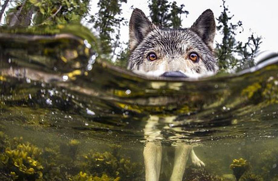 Фотограф запечатлел редких морских волков, которые живут в океане и плавают часами Фотограф запечатлел редких морских волков, которые живут в океане и плавают часами