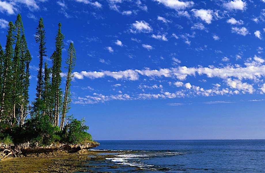 Сосны Кука всегда смотрят на экватор, где бы ни росли Сосны Кука всегда смотрят на экватор, где бы ни росли