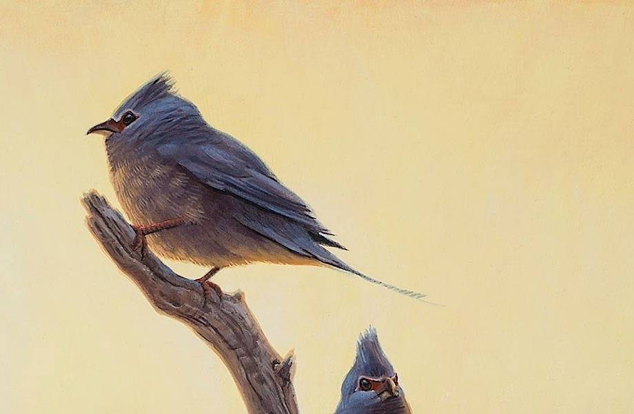 Птицы эволюционировали сразу после гибели динозавров Птицы эволюционировали сразу после гибели динозавров