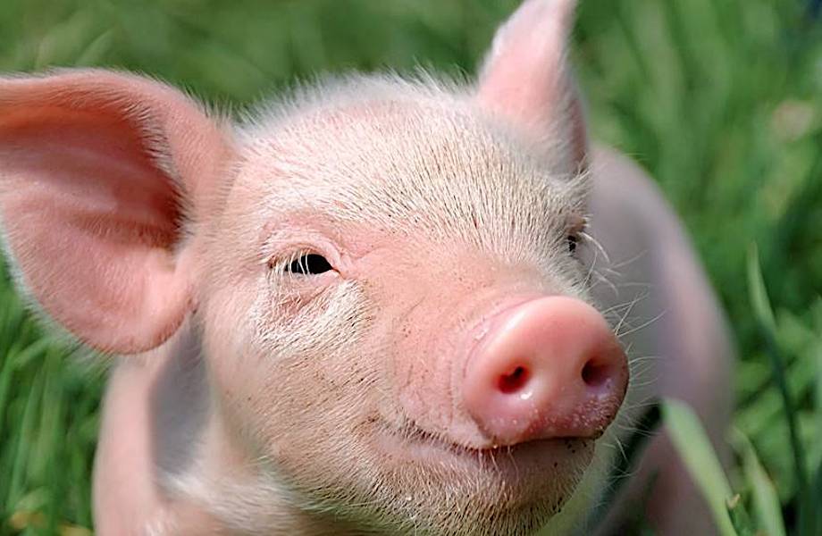 11 самых умных животных в мире 11 самых умных животных в мире