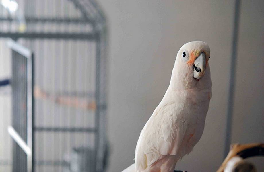 В решении сложных задач какаду смогут составить конкуренцию воронам В решении сложных задач какаду смогут составить конкуренцию воронам