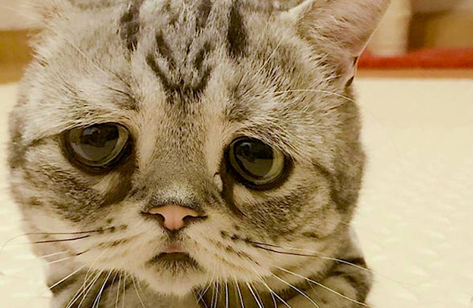 Луху — самая грустная кошка в мире Луху — самая грустная кошка в мире