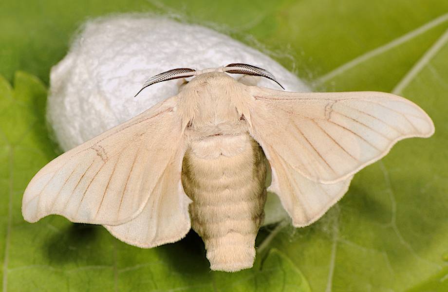 Гусеницы шелкопряда помогут ученым получить сверхпрочную нить Гусеницы шелкопряда помогут ученым получить сверхпрочную нить