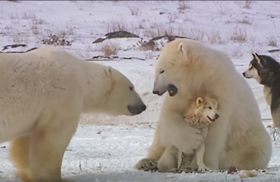 10 самых удивительных случаев дружбы совершенно разных животных 10 самых удивительных случаев дружбы совершенно разных животных