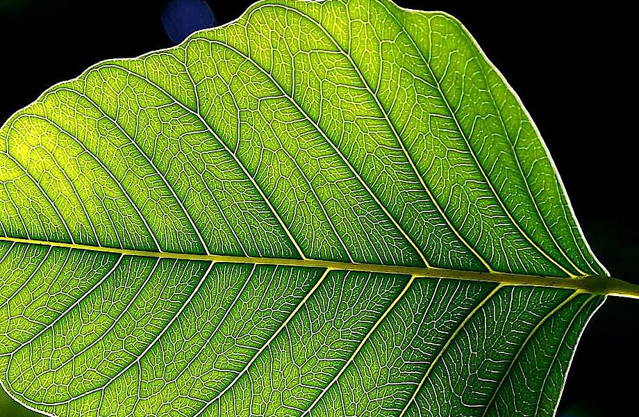 Искусственные растения смогут вырабатывать настоящий кислород Искусственные растения смогут вырабатывать настоящий кислород