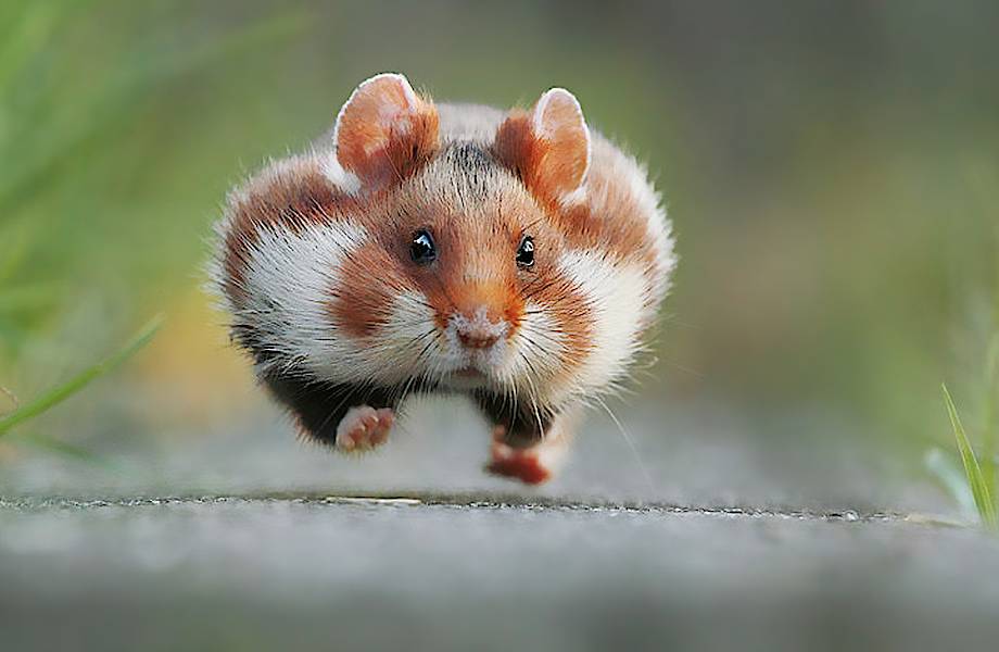 10 крутых фото о жизни диких хомяков для тех, у кого был тяжелый день 10 крутых фото о жизни диких хомяков для тех, у кого был тяжелый день