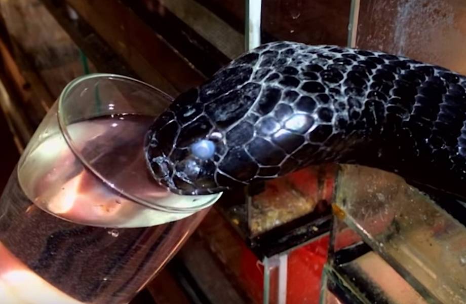 Видео: Люди дали стакан воды смертоносной кобре, страдающей от жажды Видео: Люди дали стакан воды смертоносной кобре, страдающей от жажды