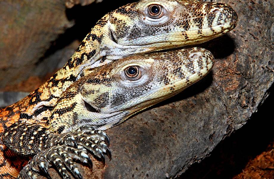 Совершенная рептилия: самке варана не нужны самцы для размножения Совершенная рептилия: самке варана не нужны самцы для размножения