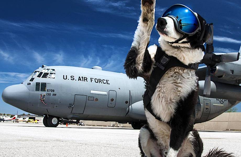 Как аэропорты защищают самолеты от столкновений с птицами Как аэропорты защищают самолеты от столкновений с птицами