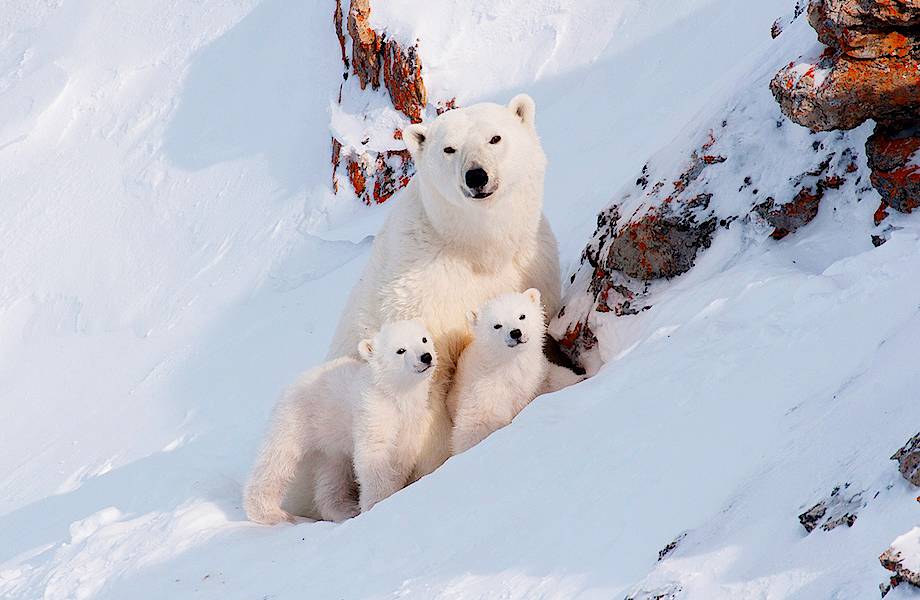 Остров Врангеля — заповедная земля, где рождается больше всего белых медвежат в мире Остров Врангеля — заповедная земля, где рождается больше всего белых медвежат в мире