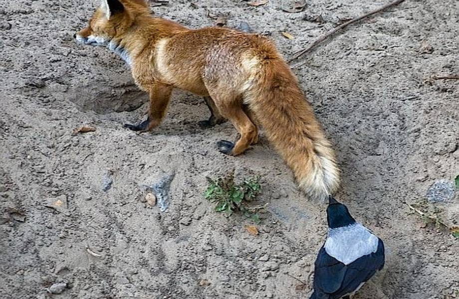 Вороны шутят над другими животными, дергая их за хвосты Вороны шутят над другими животными, дергая их за хвосты