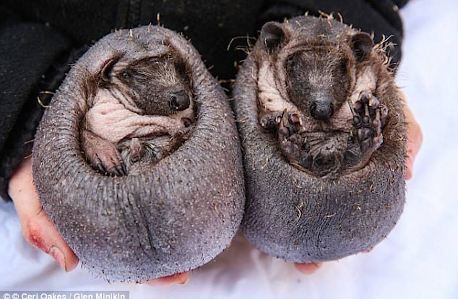 Как выглядят ежики без иголок: британцы спасли двух лысых ежей Как выглядят ежики без иголок: британцы спасли двух лысых ежей