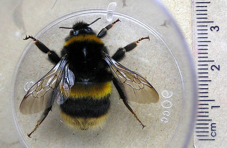 2 миллиона семей ежегодно: зачем ученые разводят шмелей в лабораториях 2 миллиона семей ежегодно: зачем ученые разводят шмелей в лабораториях