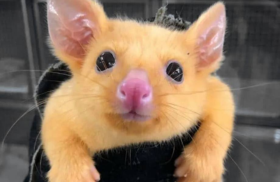 Покемоны существуют: в Австралии нашли Пикачу Покемоны существуют: в Австралии нашли Пикачу