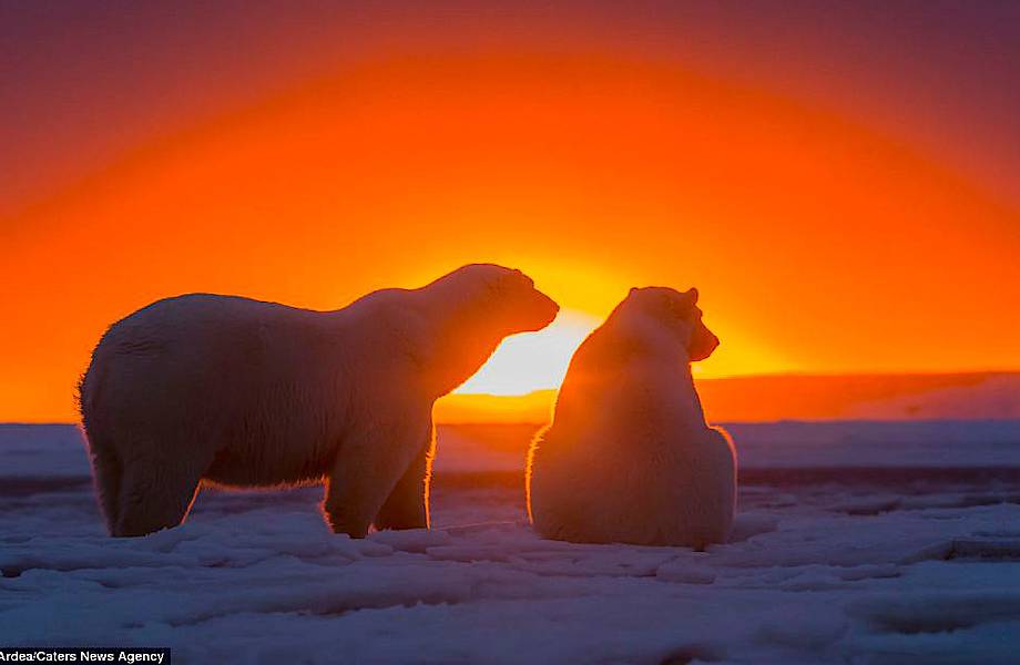 Белые медведи наблюдают за закатом на Аляске Белые медведи наблюдают за закатом на Аляске