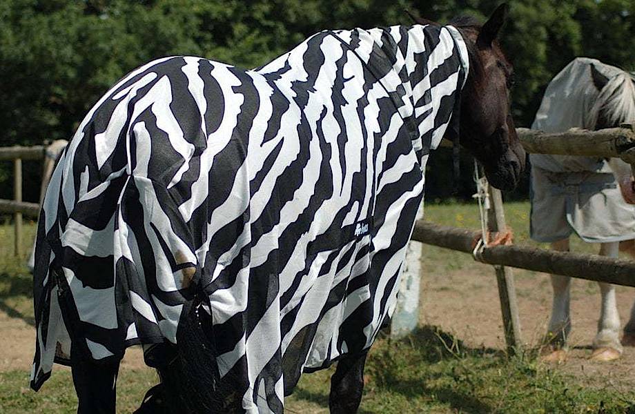 Зачем зебре полоски: ученые одели коня в полосатое пальто, чтобы испытать свою теорию Зачем зебре полоски: ученые одели коня в полосатое пальто, чтобы испытать свою теорию