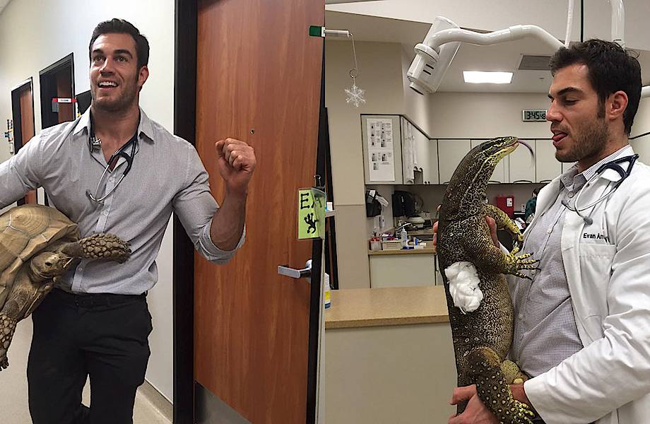 Самый удивительный ветеринар Америки, покоривший людей своей любовью к животным Самый удивительный ветеринар Америки, покоривший людей своей любовью к животным