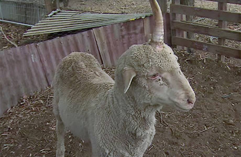 Парень спас барашка с фермы от смерти, поскольку тот выглядел, как истинный единорог Парень спас барашка с фермы от смерти, поскольку тот выглядел, как истинный единорог