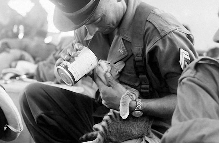 Милые армейские фото с животными, показывающие, что война затрагивает не только людей Милые армейские фото с животными, показывающие, что война затрагивает не только людей