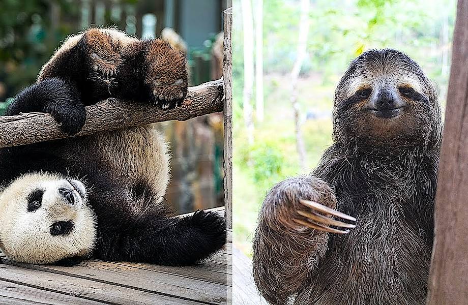 Видео: 9 самых глупых животных в мире Видео: 9 самых глупых животных в мире