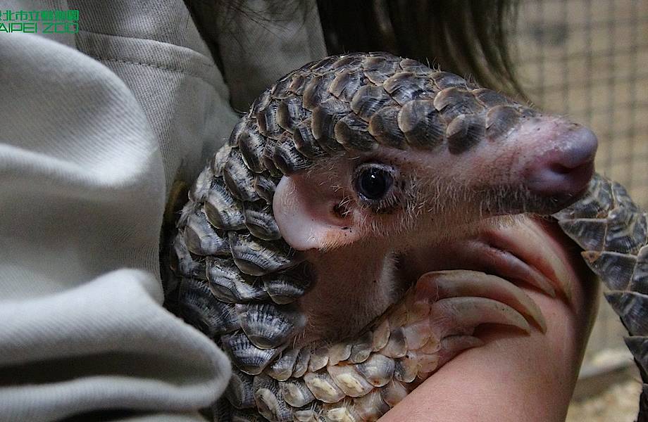 Видео: Как выглядят новорожденные детеныши разных животных Видео: Как выглядят новорожденные детеныши разных животных