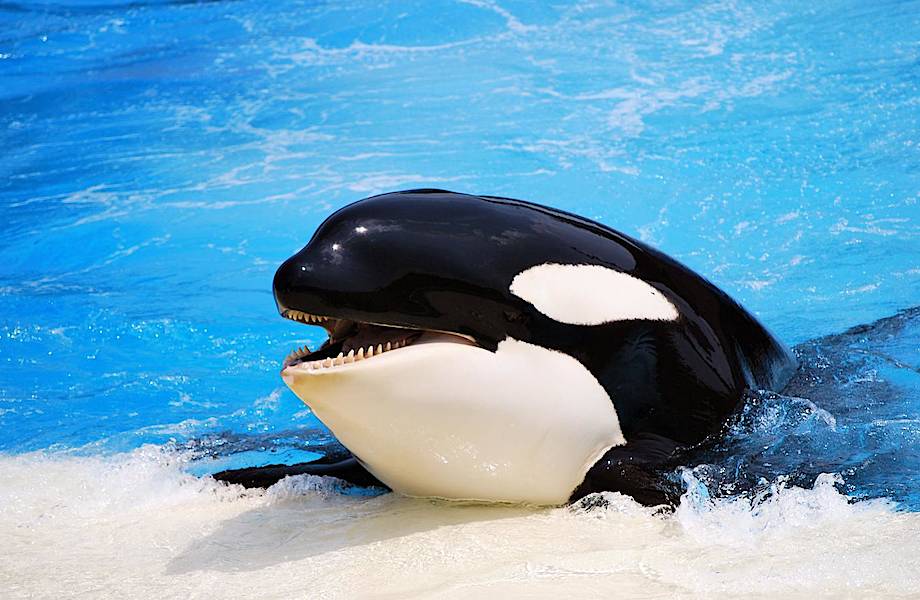 Косатки — самые любящие и заботливые родственники в животном мире Косатки — самые любящие и заботливые родственники в животном мире