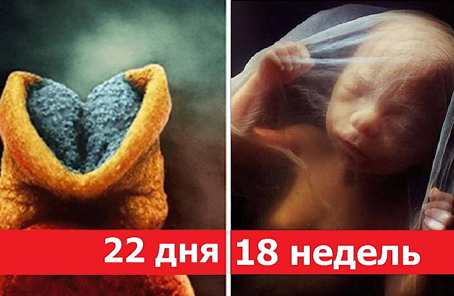 Как зарождается человеческая жизнь: 25 реальных снимков уникального фотографа-ученого Как зарождается человеческая жизнь: 25 реальных снимков уникального фотографа-ученого