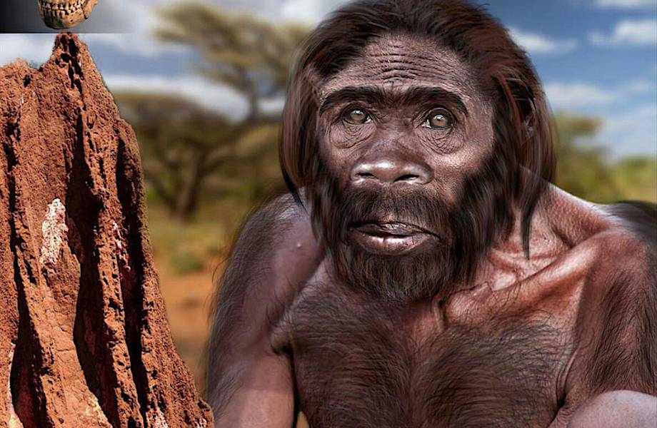 Homo naledi может отнять у человека умелого звание первого представителя рода Homo Homo naledi может отнять у человека умелого звание первого представителя рода Homo