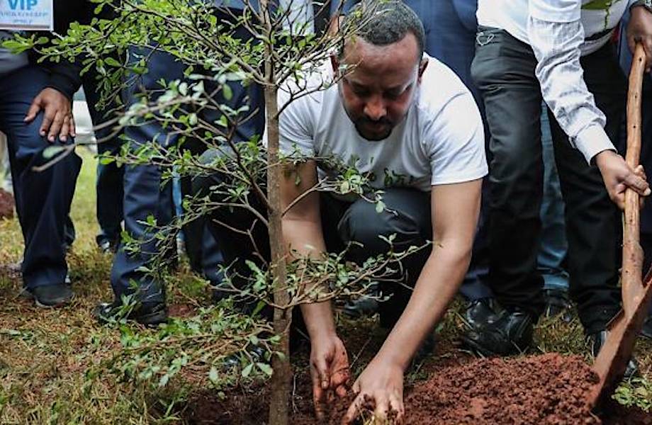 В Эфиопии побили мировой рекорд, посадив 350 миллионов деревьев за 12 часов В Эфиопии побили мировой рекорд, посадив 350 миллионов деревьев за 12 часов