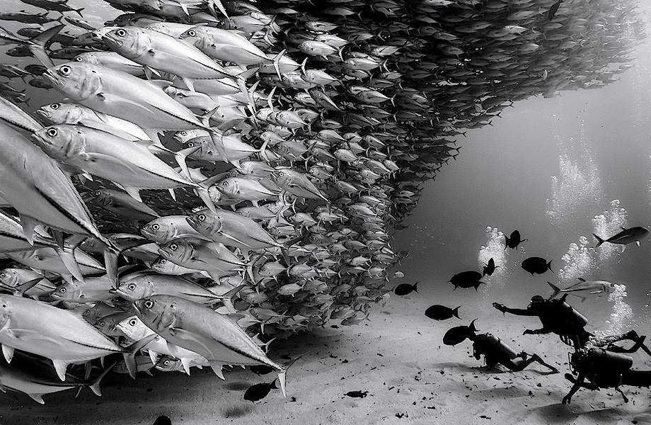 Царство тишины: фотограф более 30 лет документирует подводный мир Царство тишины: фотограф более 30 лет документирует подводный мир