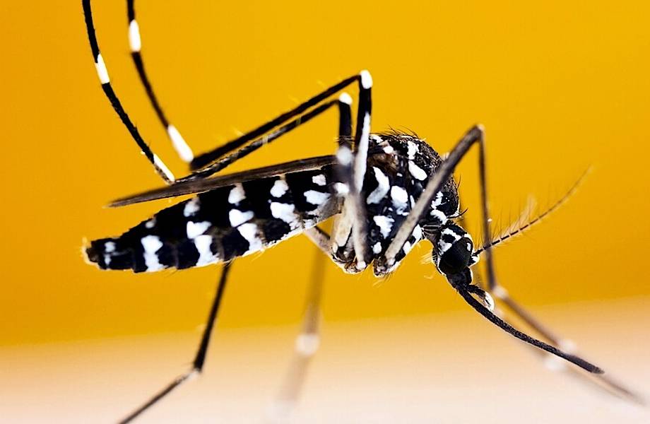 Опасные курорты: на юге России теперь тоже появились тропические болезни Опасные курорты: на юге России теперь тоже появились тропические болезни